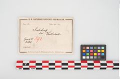 Etikett zu Menschenknochen (NHMW-PRAE-026362a)